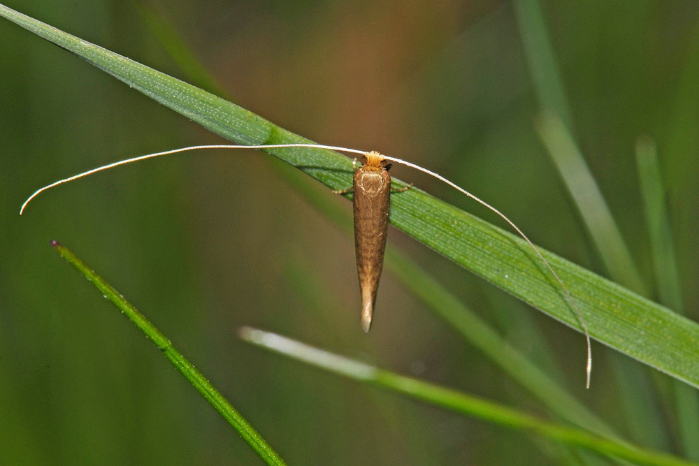 Nematopogon cfr. swamme.r.d.amella